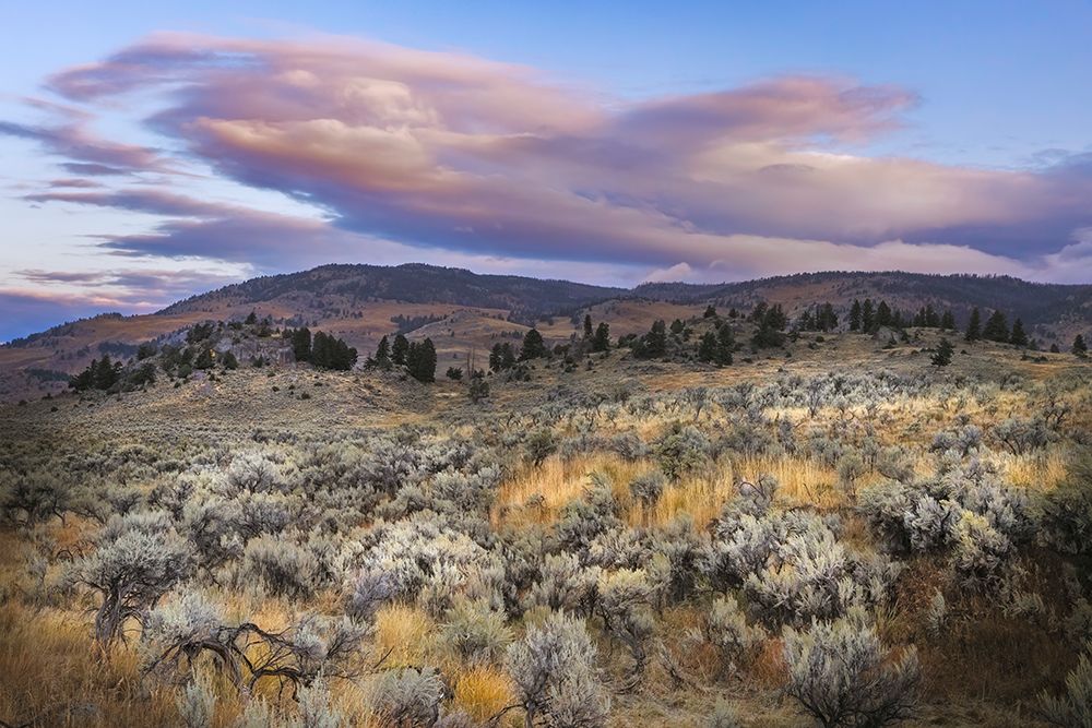 Mountain big sagebrush at sunrise-Lamar Valley-Yellowstone National Park-Wyoming